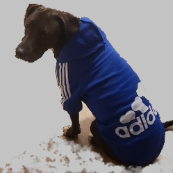 PET Sweatshirt